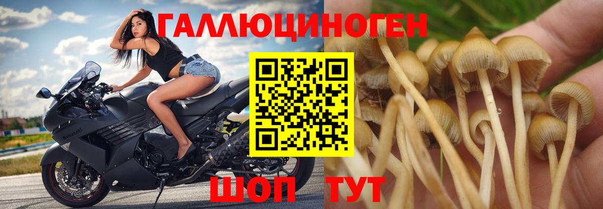 Галлюциногенные грибы Psilocybine cubensis Славянск-на-Кубани